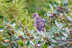 また謎の鳥が
