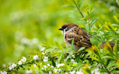 春に揺れる