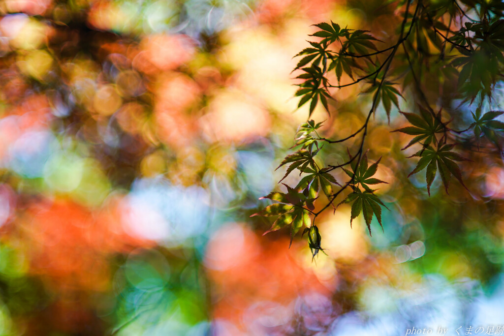 初夏の紅葉狩り