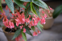 愛の花