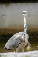 白いダチョウ？