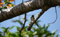 禍福は糾えるのか