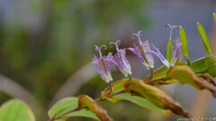 いらっしゃいませ