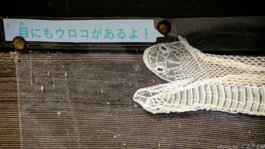 目からウロコが落ちました