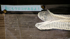 目からウロコが落ちました