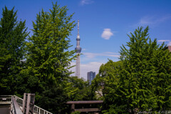 蝉の声も絶え