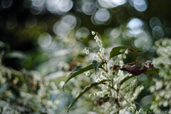 気持ちの良い朝に