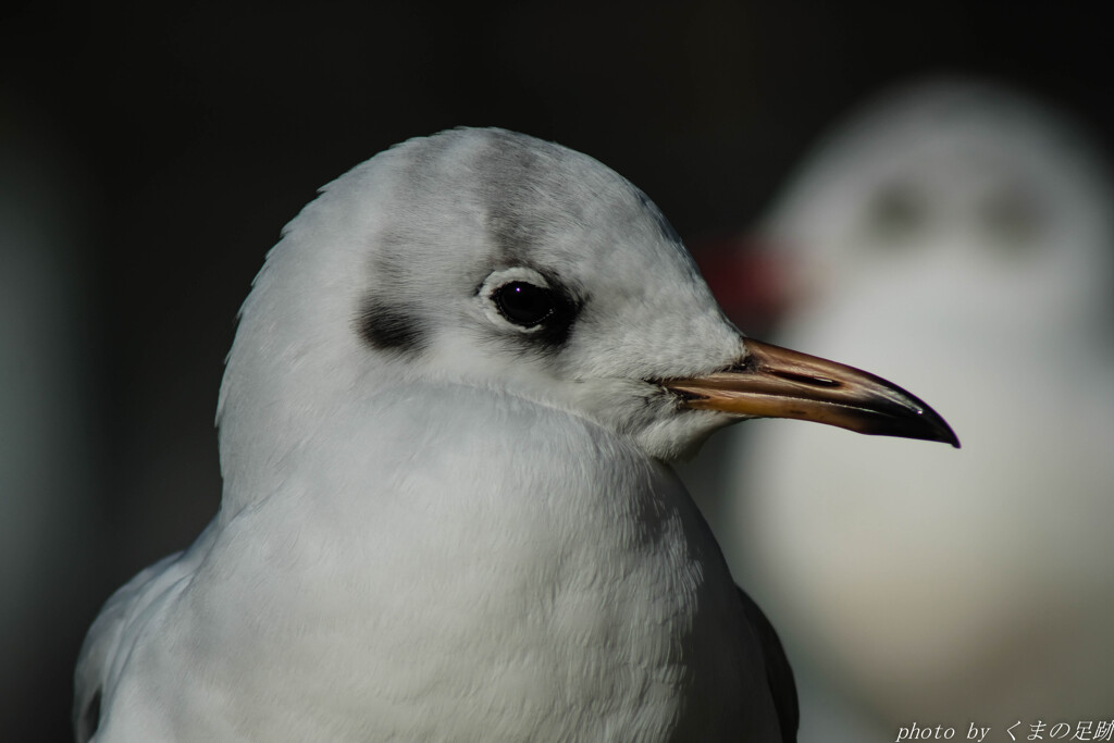 冬への意気込み