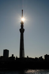 樹蝕