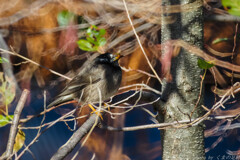 おべんとつけてどこいくの