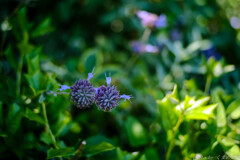 カタツムリの花