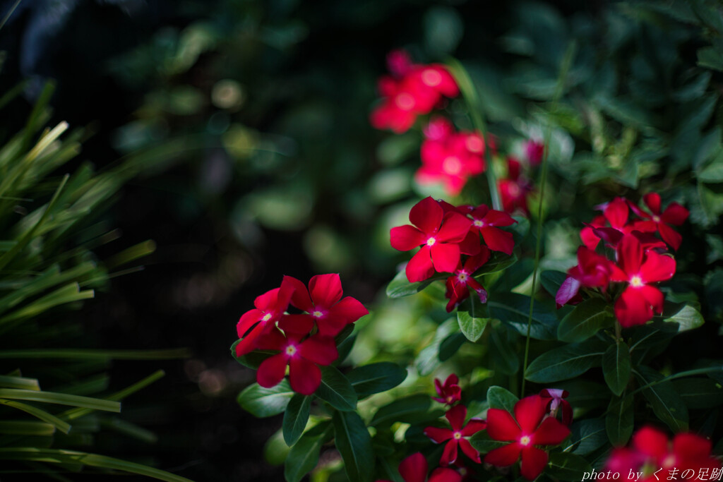 はなくれなゐに