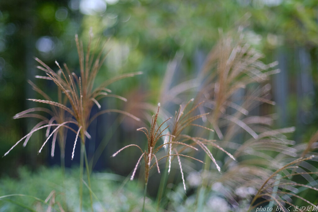 晩秋の打ち上げ華火