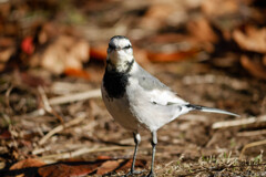 こんな感じでどう？