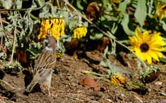 残り少ない秋を探して