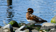 おかえりなさい