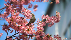 大砲を振り回してみる