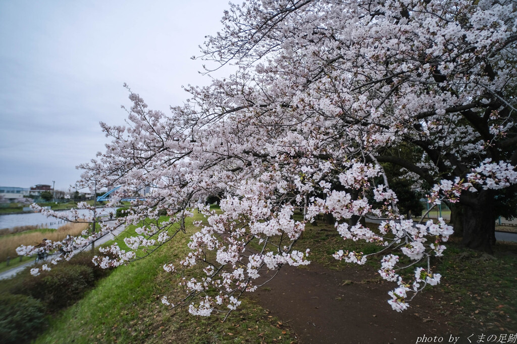 花冷え