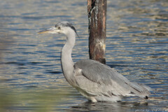 水が冷たくなりました