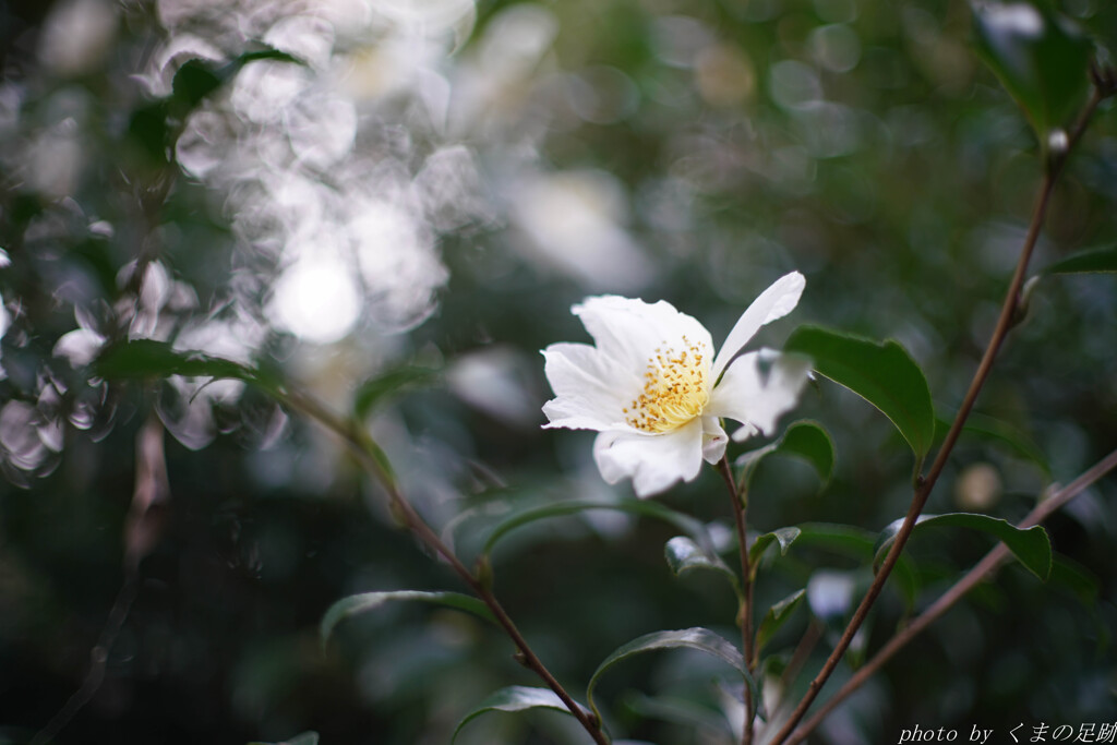 さざんか、さかんか、さむいあさ
