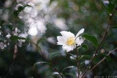 さざんか、さかんか、さむいあさ