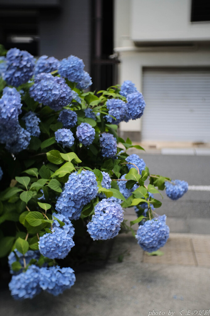 梅雨入り迄