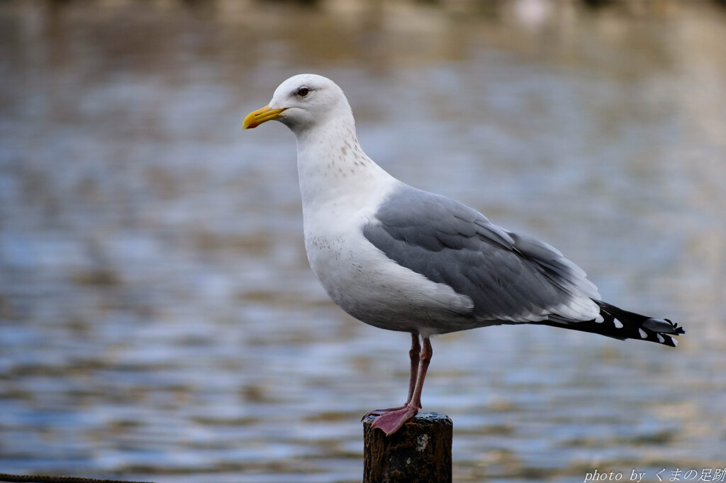 その鳥、凶暴そうにつき