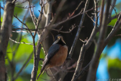 ヤマガラに煽られる