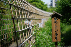 初夏のトンネル