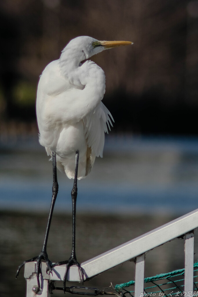 これが本当のＳ字構図だ!!