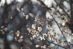 銘玉と春を迎える