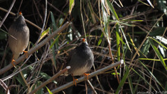 あっち向いてぇ～