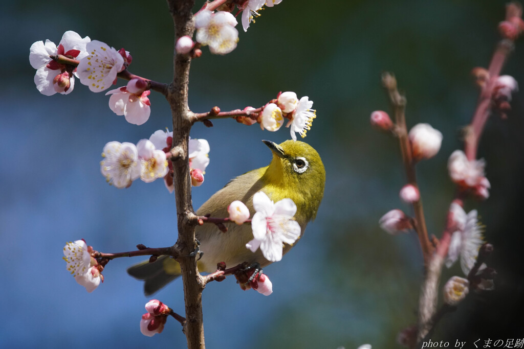 春の接近戦