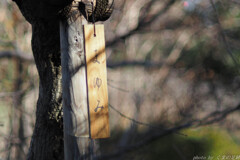 昔の名前で出ています