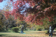 紅葉狩り日和