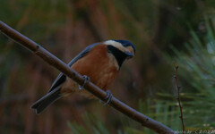 なぁ～んでかな