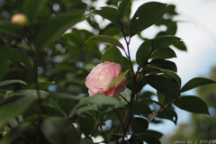 なんだか久しぶり