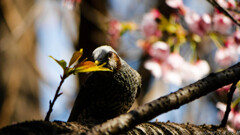 Bird's eye