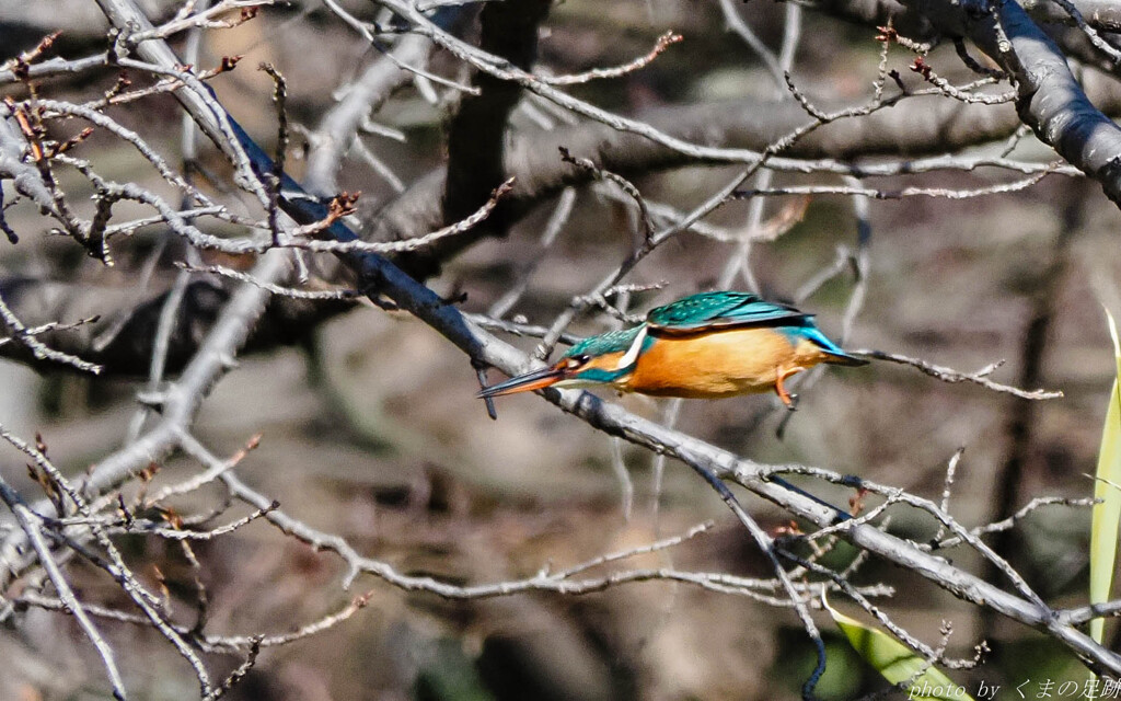 今日も飛んでます飛んでます