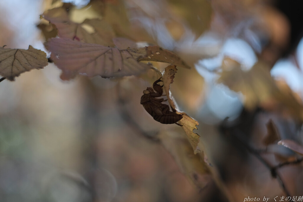 暮れゆく歳を引き留めて