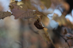 暮れゆく歳を引き留めて