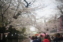 花曇り