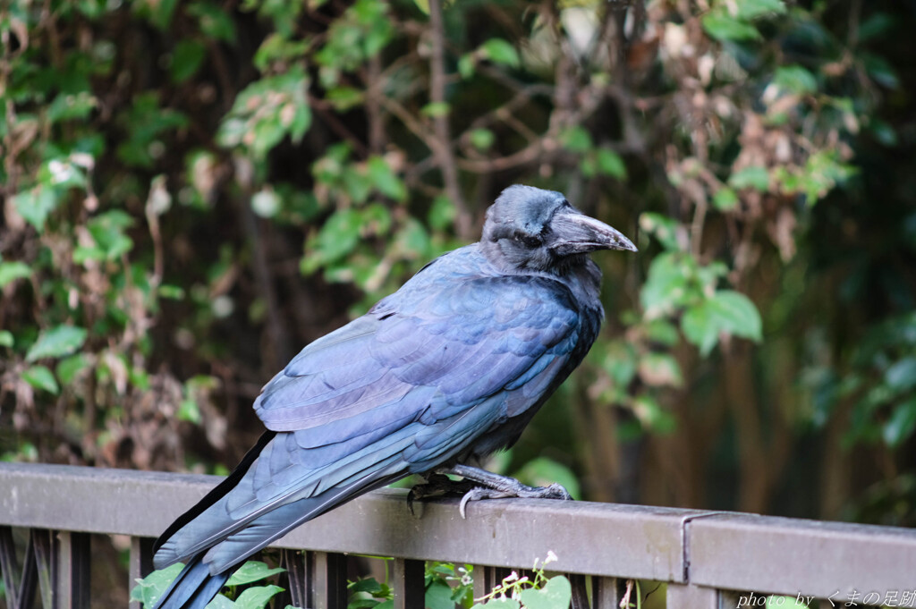 カラスは黒いのか？