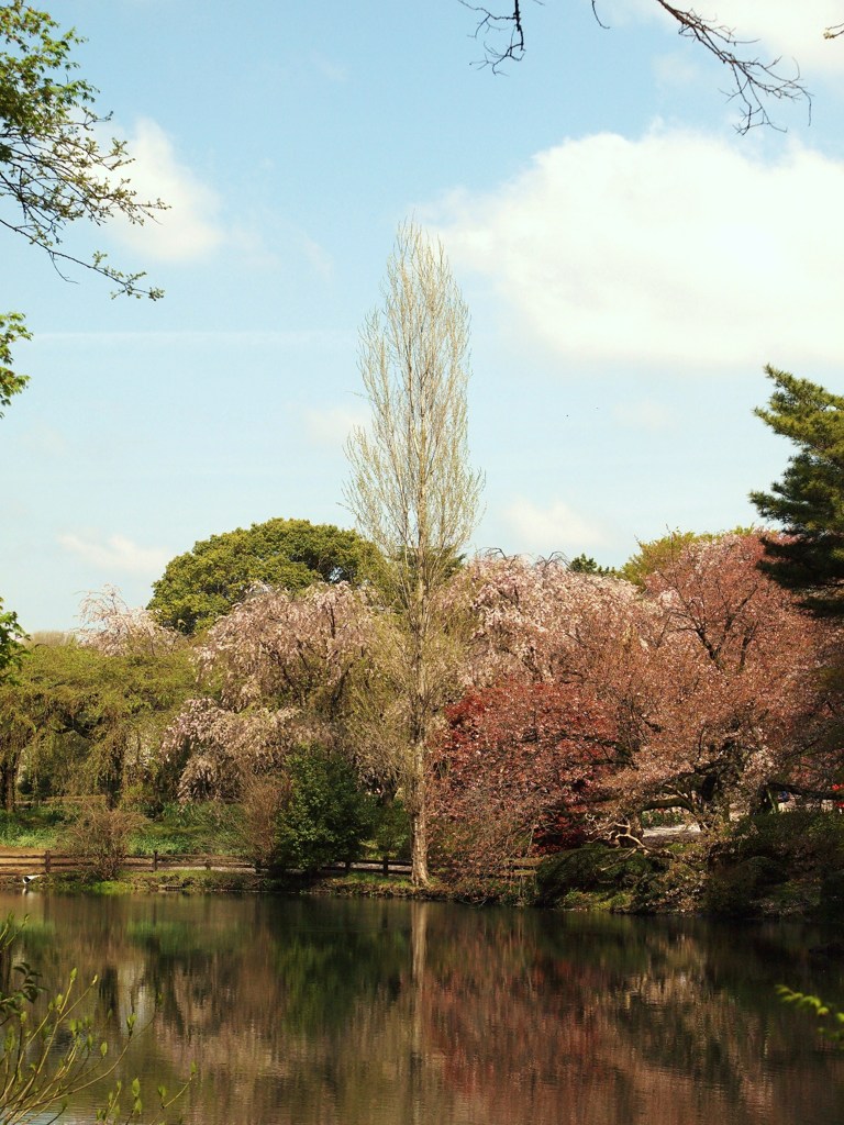 春の水辺
