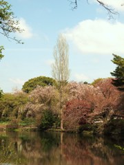 春の水辺