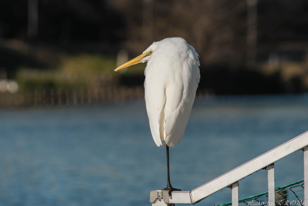 白いキョロちゃん