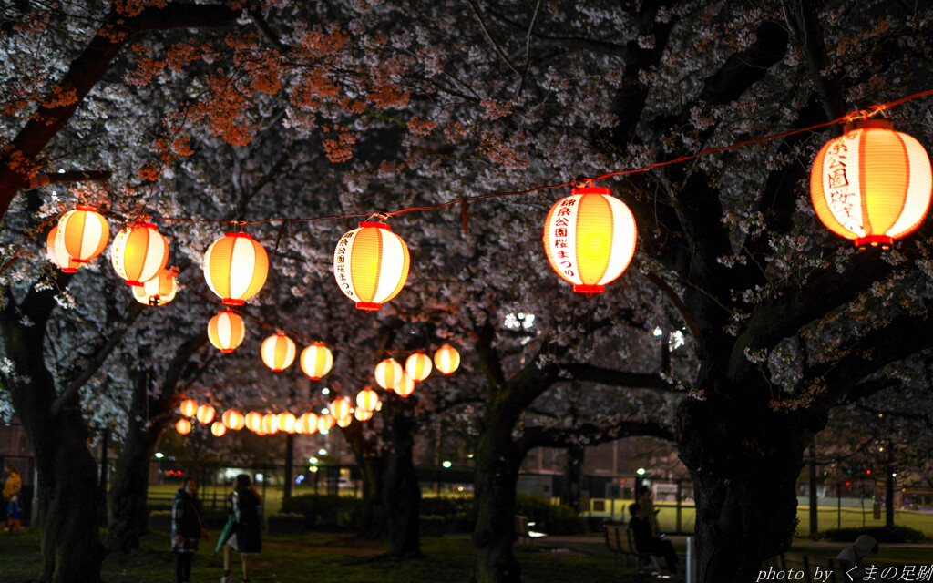夜桜