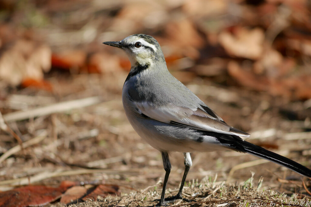 またお手合わせお願いいたします