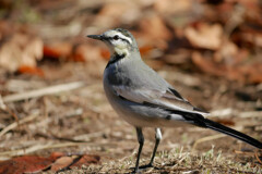 またお手合わせお願いいたします