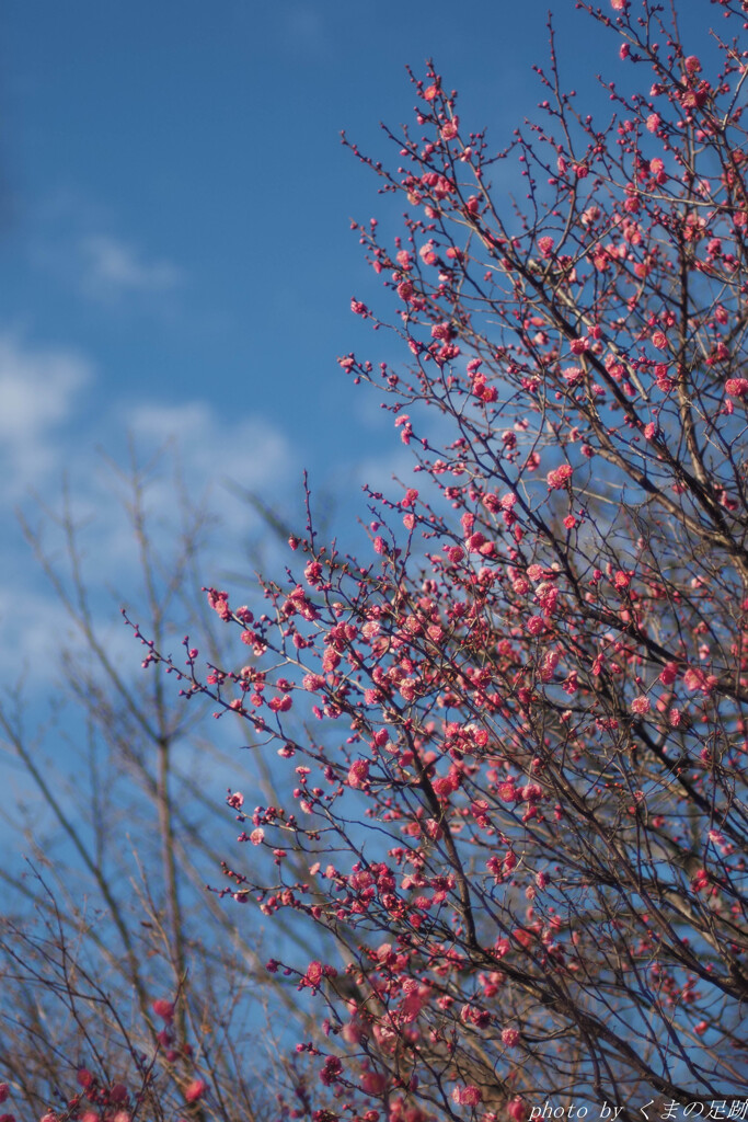 忘れていても春は来る